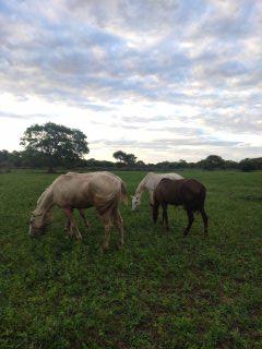 chevaux dans le pantanal