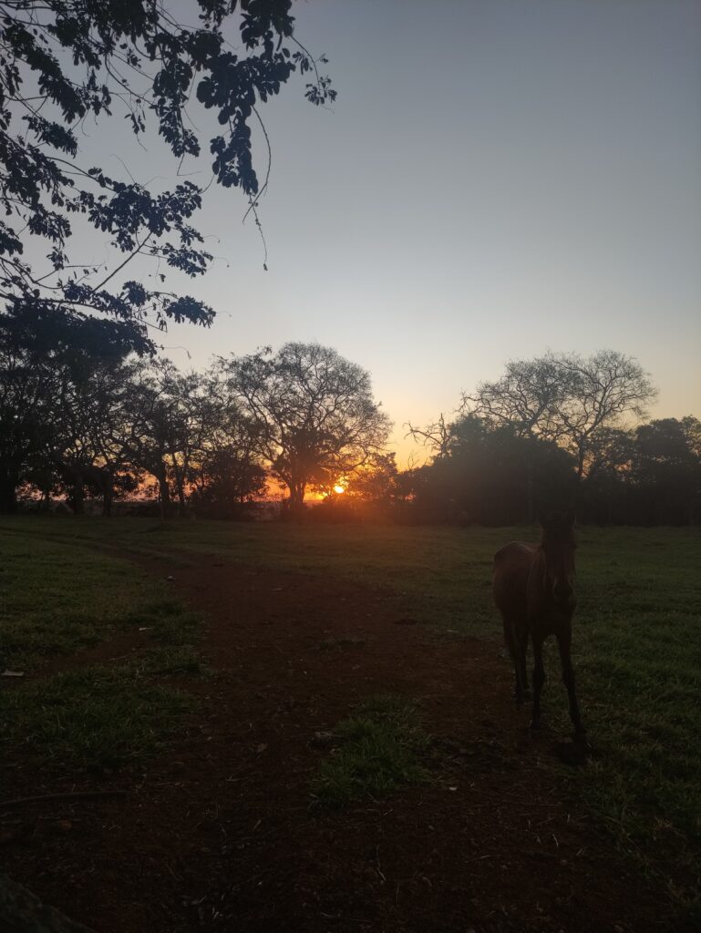 Poney rencontré sur le chemin, avec le coucher du soleil.