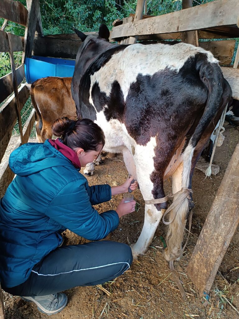 Traite manuelle d'une vache